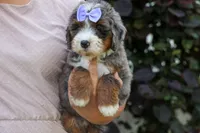 🐾 Paisley 🐾, a female Miniature Bernedoodle for sale in Baltic, OH – 2 of 8