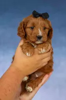 Max 🐾🐶, a male Cavapoo for sale in Baltic, OH – 5 of 7