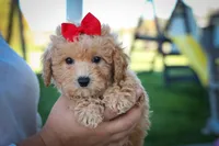 Nixie 💕, a male Bichpoo for sale in Baltic, OH – 6 of 10