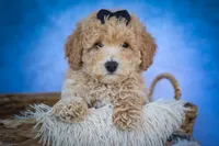 Newton💙🐾, a male Bichpoo for sale in Baltic, OH – 4 of 10