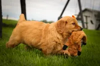 Ryder🦴, a male Golden Retriever for sale in Baltic, OH – 6 of 10