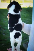  Ollie Belle💕, a female Beagle for sale in Baltic, OH – 9 of 10