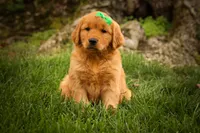 Parker🐶, a male Golden Retriever for sale in Baltic, OH – 4 of 10