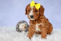 Milo 💙🦴, a male Cavapoo for sale in Baltic, OH – 5 of 10