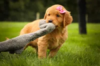 Summer🎀, a female Golden Retriever for sale in Baltic, OH – 3 of 10