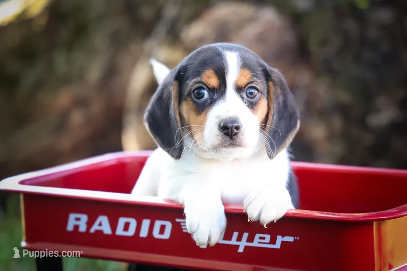  Ollie Belle💕 – Beagle puppy for sale in Baltic, OH