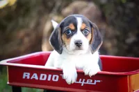  Ollie Belle💕, a female Beagle for sale in Baltic, OH – 1 of 10