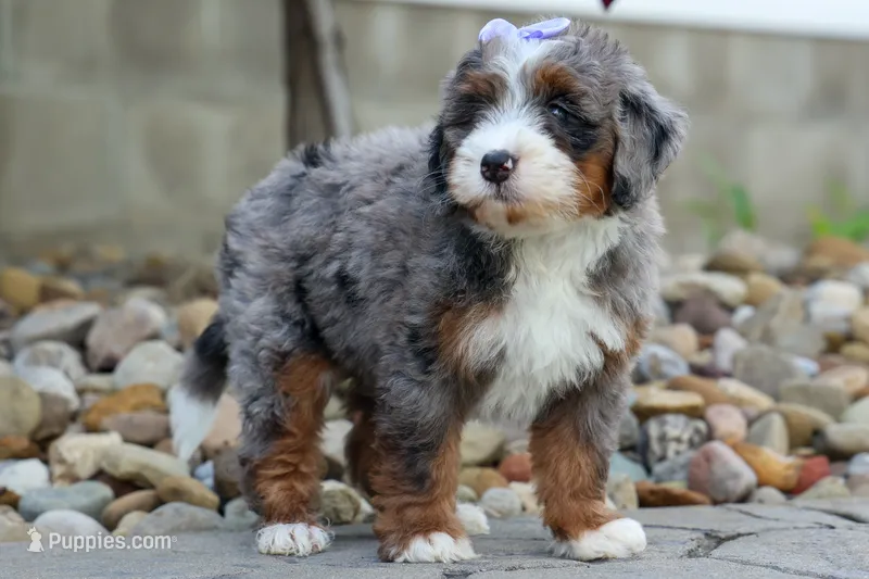 🐾 Paisley 🐾 – Miniature Bernedoodle puppy for sale in Baltic, OH