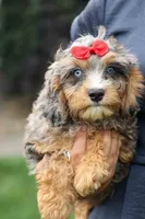Leo 🐾, a female Cavapoo for sale in Baltic, OH – 3 of 10