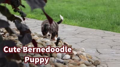 Jasper 🐾 🦴, a male Bernedoodle for sale in Baltic, OH – 8 of 8