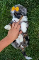 🐾 Percy 🐾, a male Miniature Bernedoodle for sale in Baltic, OH – 9 of 10