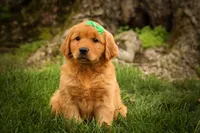Parker🐶, a male Golden Retriever for sale in Baltic, OH – 1 of 10