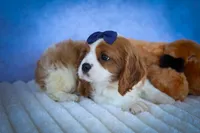 Patches💙, a male Cavalier King Charles Spaniel for sale in Baltic, OH – 4 of 10