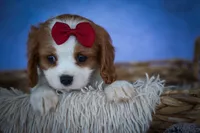 Princeton 🐾, a male Cavalier King Charles Spaniel for sale in Baltic, OH – 4 of 10