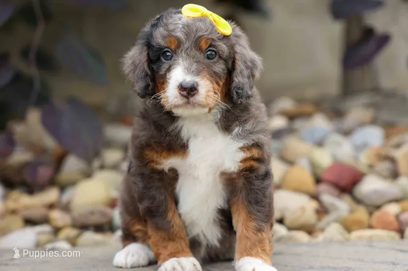 Jasper 🐾 🦴 – Bernedoodle puppy for sale in Baltic, OH