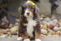 Jasper 🐾 🦴, a male Bernedoodle for sale in Baltic, OH – 1 of 8