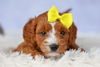 Milo 💙🦴, a male Cavapoo for sale in Baltic, OH – 7 of 10