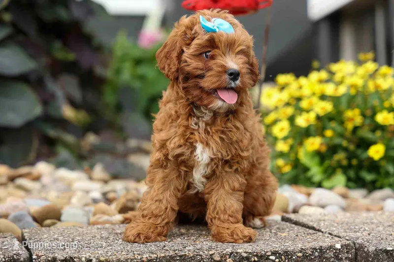 Kody 🐶 – Cavapoo puppy for sale in Baltic, OH