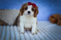 Princeton 🐾, a male Cavalier King Charles Spaniel for sale in Baltic, OH – 8 of 10
