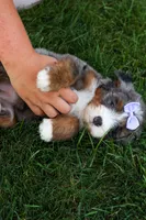 🐾 Paisley 🐾, a female Miniature Bernedoodle for sale in Baltic, OH – 4 of 8