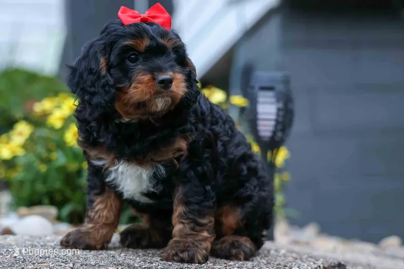 Wilson 🐾 – Cavapoo puppy for sale in Baltic, OH