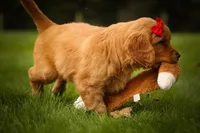 Hunter💙, a male Golden Retriever for sale in Baltic, OH – 5 of 10