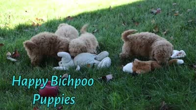 Newton💙🐾, a male Bichpoo for sale in Baltic, OH – 10 of 10