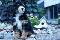 Yandel 🦴, a male Miniature Bernedoodle for sale in Baltic, OH – 5 of 10