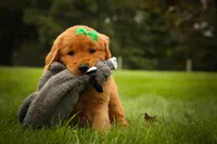 Parker🐶, a male Golden Retriever for sale in Baltic, OH – 7 of 10