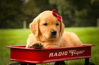 Rocco✨, a male Golden Retriever for sale in Baltic, OH – 4 of 10