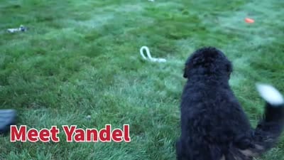 Yandel 🦴, a male Miniature Bernedoodle for sale in Baltic, OH – 10 of 10