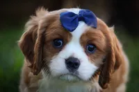 Patches💙, a male Cavalier King Charles Spaniel for sale in Baltic, OH – 1 of 10