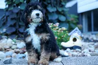 Yandel 🦴, a male Miniature Bernedoodle for sale in Baltic, OH – 3 of 10