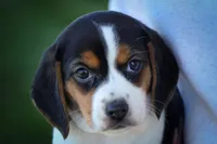  Ollie Belle💕, a female Beagle for sale in Baltic, OH – 2 of 10