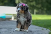 🐾 Primrose 🐾, a female Miniature Bernedoodle for sale in Baltic, OH – 5 of 10
