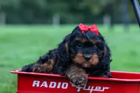 Wilson 🐾, a female Cavapoo for sale in Baltic, OH – 2 of 10