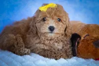 Nella🌸, a female Bichpoo for sale in Baltic, OH – 7 of 10