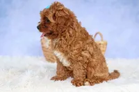 Kody 🐶, a male Cavapoo for sale in Baltic, OH – 6 of 9