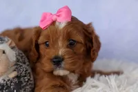 Mia Rose🎀, a female Cavapoo for sale in Baltic, OH – 9 of 10
