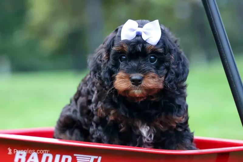 Wanda – Cavapoo puppy for sale in Baltic, OH