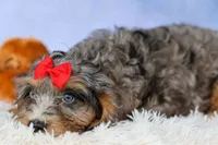 Leo 🐾, a female Cavapoo for sale in Baltic, OH – 7 of 10