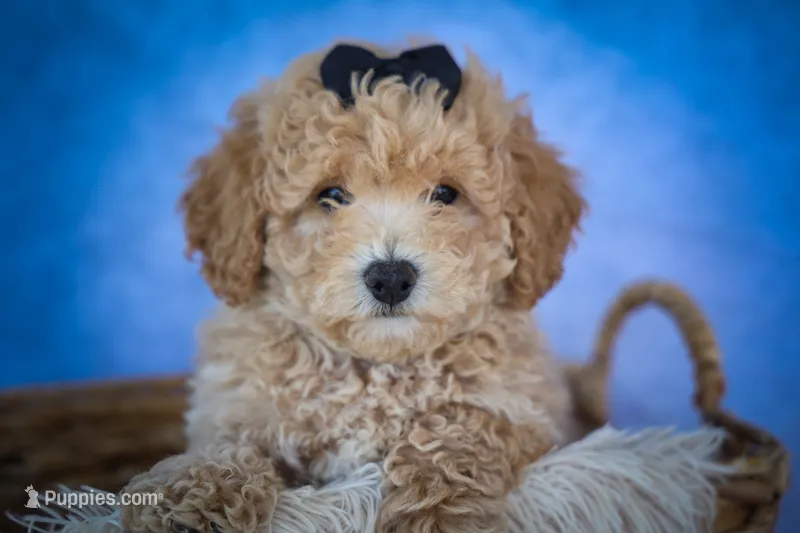 Newton💙🐾 – Bichpoo puppy for sale in Baltic, OH