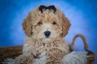 Newton💙🐾, a male Bichpoo for sale in Baltic, OH – 1 of 10
