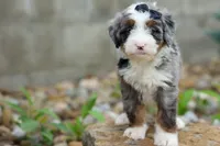 🐾 Meet Paxton 🐾, a male Miniature Bernedoodle for sale in Baltic, OH – 6 of 7