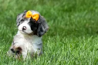 🐾 Percy 🐾, a male Miniature Bernedoodle for sale in Baltic, OH – 2 of 10
