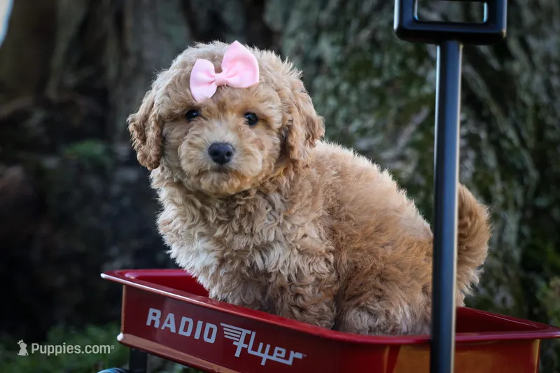 Nessa Rose 🎀 – Bichpoo puppy for sale in Baltic, OH