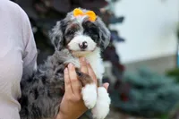 🐾 Percy 🐾, a male Miniature Bernedoodle for sale in Baltic, OH – 6 of 10