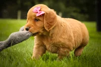 Summer🎀, a female Golden Retriever for sale in Baltic, OH – 4 of 10