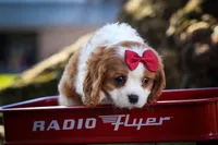 Princeton 🐾, a male Cavalier King Charles Spaniel for sale in Baltic, OH – 5 of 10