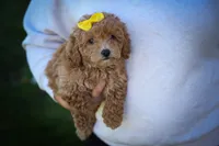 Nella🌸, a female Bichpoo for sale in Baltic, OH – 8 of 10